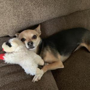 Image of Claire, Lost Dog