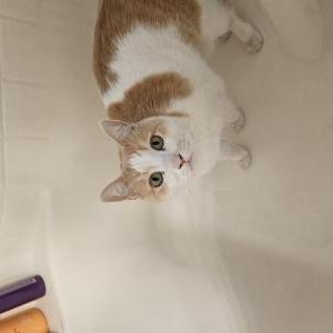 Image of Flash, Lost Cat