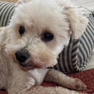 Image of Cinnamon, Lost Dog