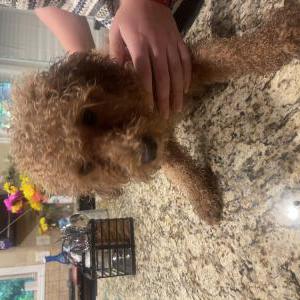 Image of Unknown, Found Dog