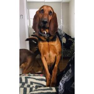 Lost Dog Casey jones