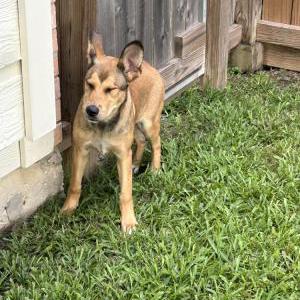 Image of Unknown, Found Dog