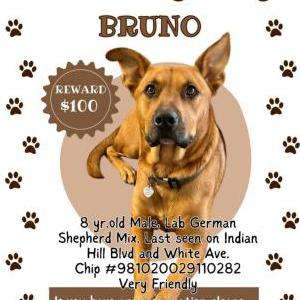 Image of Bruno, Lost Dog
