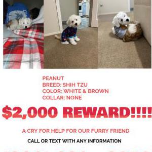Image of Peanut, Lost Dog
