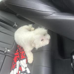 Lost Dog Benji