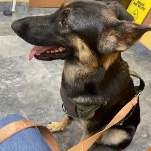 Image of AKIRA, Lost Dog