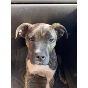 Image of Nala, Lost Dog