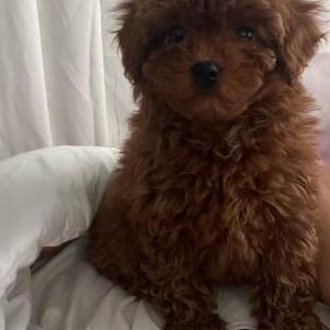 Lost Dog Coco