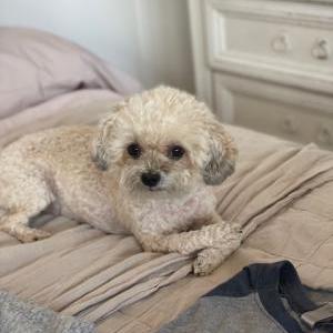 Lost Dog Peanut