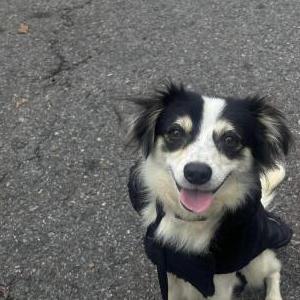 Image of Marz, Lost Dog