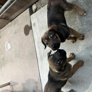 Image of Unknown, Lost Dog