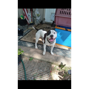 Image of Rosco, Lost Dog