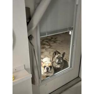 Image of Nala and Bentley, Lost Dog