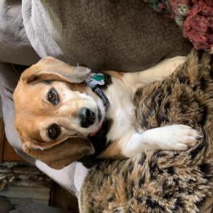 Lost Dog Trubel