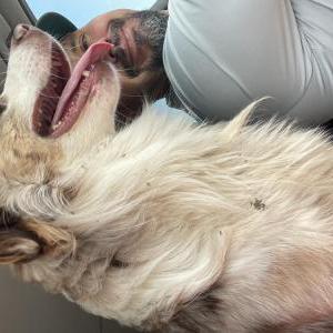 Image of Unknown, Found Dog