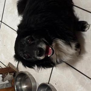 Image of Blacky, Lost Dog