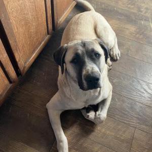 Image of Odie, Lost Dog