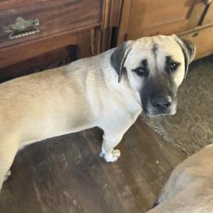 Image of Ophelia, Lost Dog