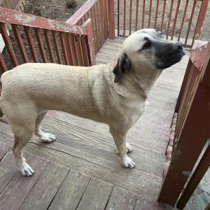 Image of Olive Oyl, Lost Dog