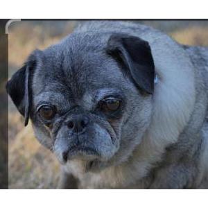 Image of Donna, Lost Dog