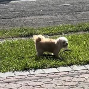 Lost 1 Alani (NY)