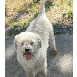 Image of Simba, Lost Dog