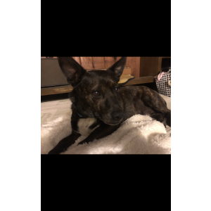 Image of Pepper, Lost Dog