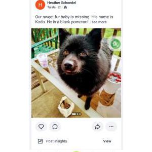 Image of Koda, Lost Dog