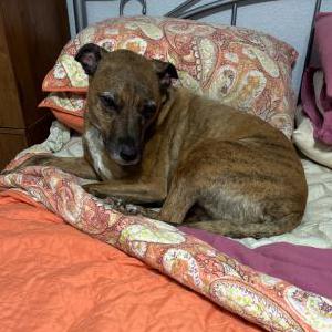 Image of LUCKY, Lost Dog