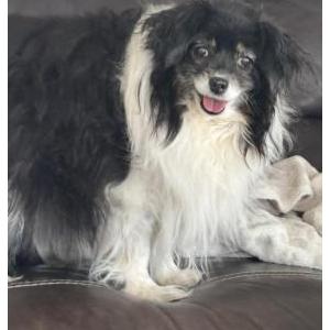 Lost 1 Izzy (UT)