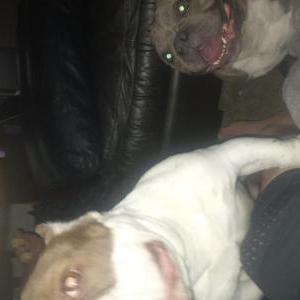 Image of Bando, Lost Dog
