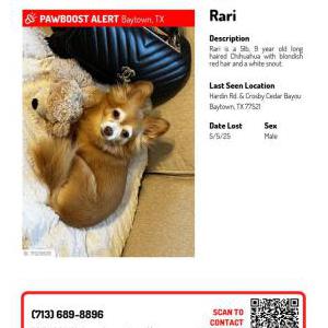 Image of Rari, Lost Dog