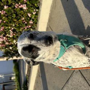 Lost Dog Peep