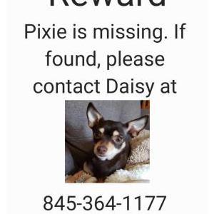 Lost Dog Pixie