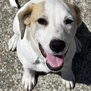 Found Dog unknown