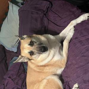 Lost Dog Mia