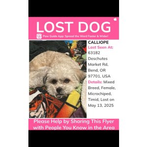 Lost Dog Calliope