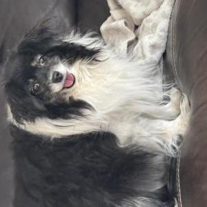 Lost 1 Izzy (UT)
