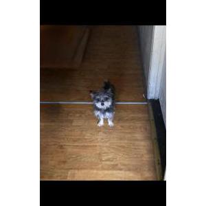 Image of Tobi, Lost Dog