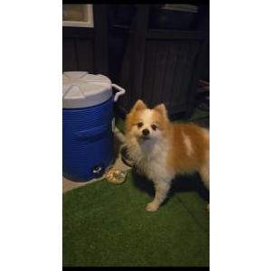 Image of Unknown, Found Dog