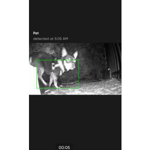Image of Unknown, Found Dog