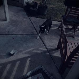 Found Dog Unsure