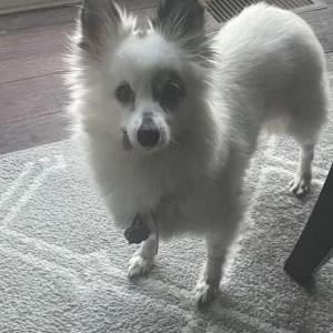 Lost Dog Sophie