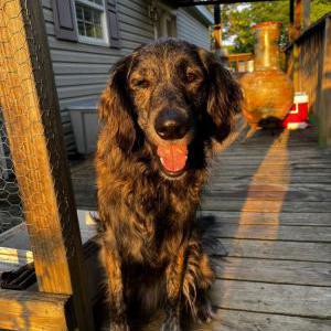 Lost Dog Asher