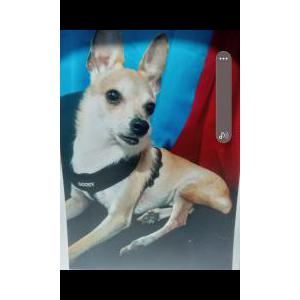 Image of Butterfly, Lost Dog