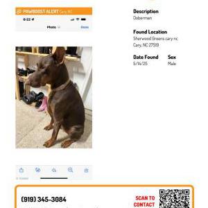 Found Dog Unknown