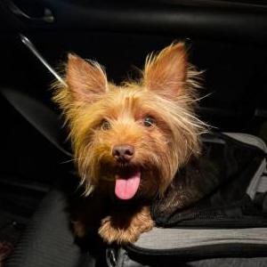 Image of Unknown, Found Dog