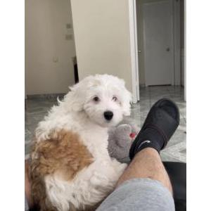 Image of peanut, Lost Dog