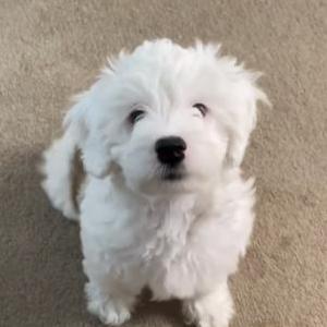 2nd Image of peanut, Lost Dog