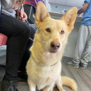Found Dog Apollo